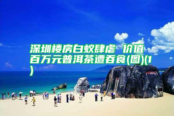 深圳樓房白蟻肆虐 價值百萬元普洱茶遭吞食(圖)(1)