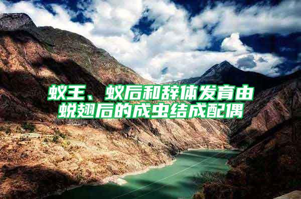 蟻王、蟻后和辭體發(fā)育由蛻翅后的成蟲結(jié)成配偶