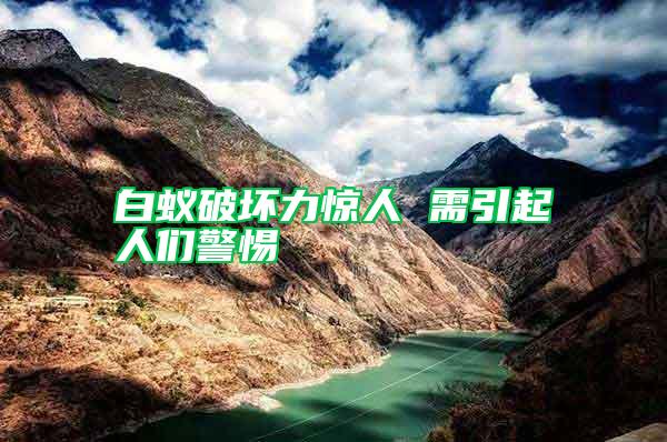 白蟻破壞力驚人 需引起人們警惕
