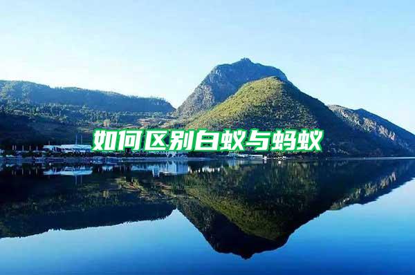如何區(qū)別白蟻與螞蟻