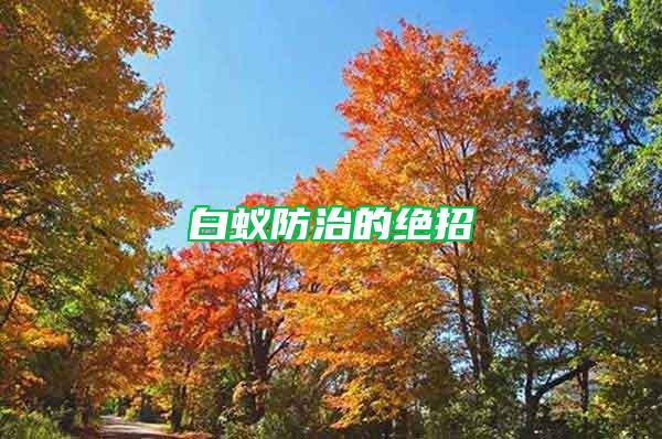 白蟻防治的絕招