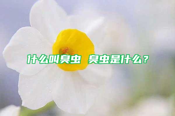 什么叫臭蟲 臭蟲是什么？