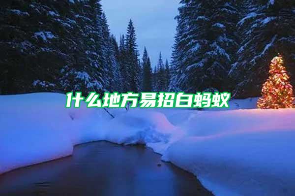 什么地方易招白螞蟻