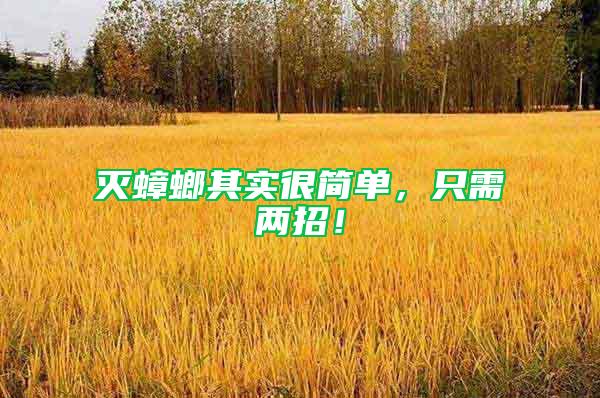 滅蟑螂其實很簡單，只需兩招！