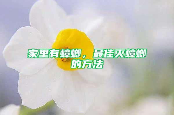 家里有蟑螂，最佳滅蟑螂的方法