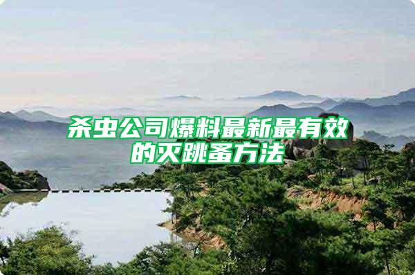 殺蟲公司爆料最新最有效的滅跳蚤方法