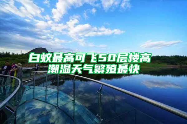 白蟻最高可飛50層樓高 潮濕天氣繁殖最快