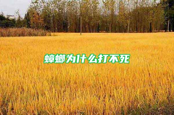 蟑螂為什么打不死