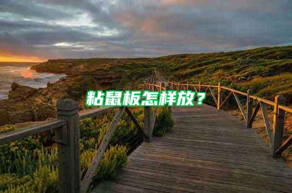 粘鼠板怎樣放？