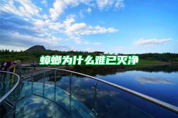 蟑螂為什么難已滅凈