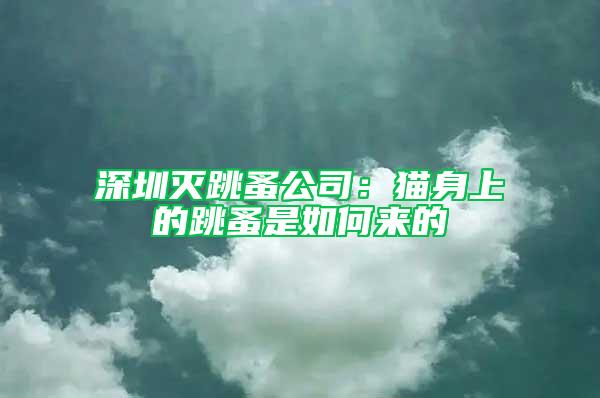 深圳滅跳蚤公司：貓身上的跳蚤是如何來的