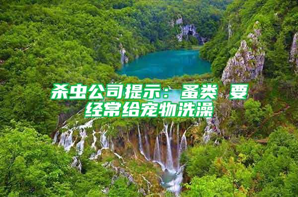 殺蟲公司提示：蚤類 要經(jīng)常給寵物洗澡
