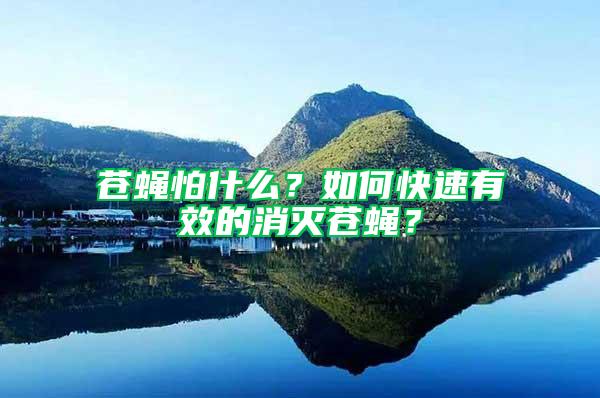 蒼蠅怕什么？如何快速有效的消滅蒼蠅？