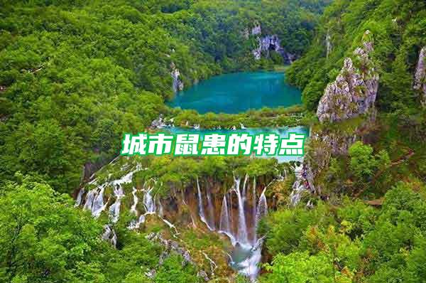 城市鼠患的特點