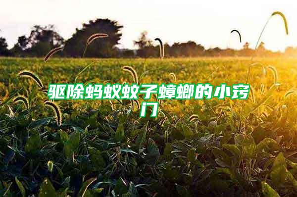 驅除螞蟻蚊子蟑螂的小竅門