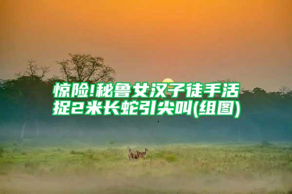 驚險(xiǎn)!秘魯女漢子徒手活捉2米長(zhǎng)蛇引尖叫(組圖)