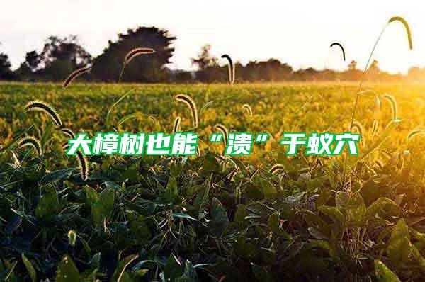 大樟樹也能“潰”于蟻穴