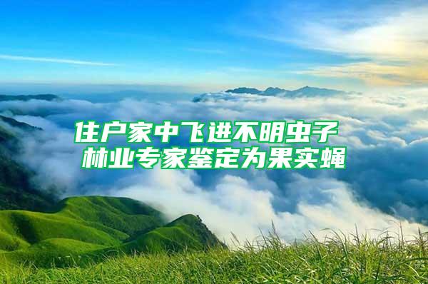 住戶家中飛進不明蟲子 林業(yè)專家鑒定為果實蠅