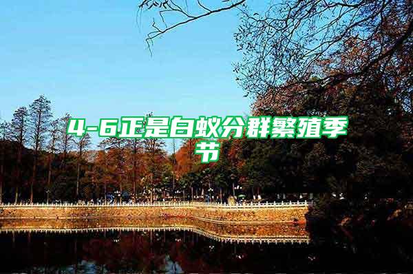 4-6正是白蟻分群繁殖季節(jié)