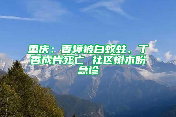 重慶：香樟被白蟻蛀、丁香成片死亡 社區(qū)樹木盼急診