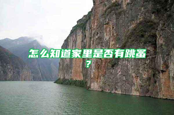怎么知道家里是否有跳蚤？