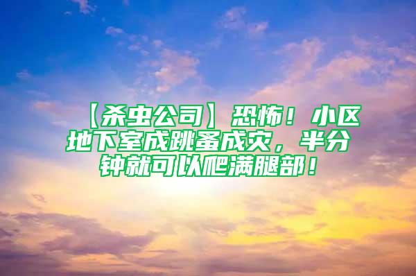 【殺蟲公司】恐怖！小區(qū)地下室成跳蚤成災(zāi)，半分鐘就可以爬滿腿部！