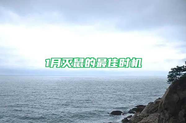 1月滅鼠的最佳時(shí)機(jī)