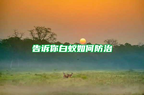 告訴你白蟻如何防治