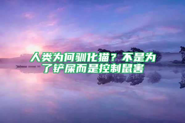 人類為何馴化貓？不是為了鏟屎而是控制鼠害