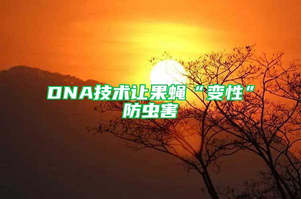 DNA技術(shù)讓果蠅“變性”防蟲害