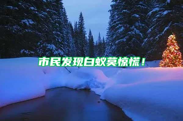 市民發(fā)現(xiàn)白蟻莫驚慌！