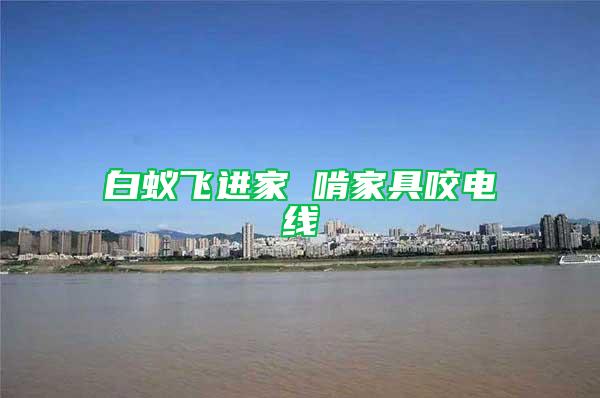 白蟻飛進家 啃家具咬電線