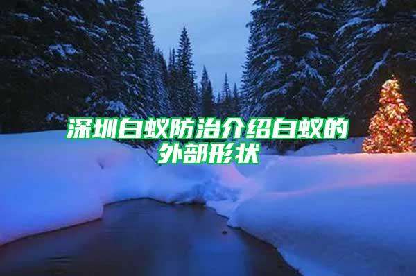 深圳白蟻防治介紹白蟻的外部形狀