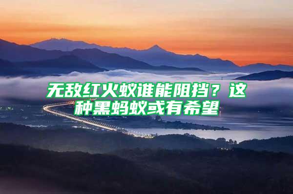 無(wú)敵紅火蟻誰(shuí)能阻擋？這種黑螞蟻或有希望