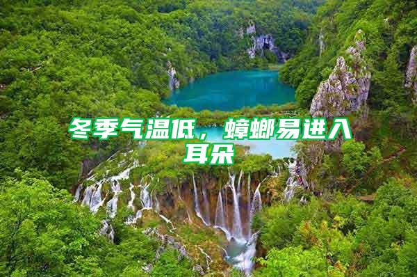 冬季氣溫低，蟑螂易進入耳朵