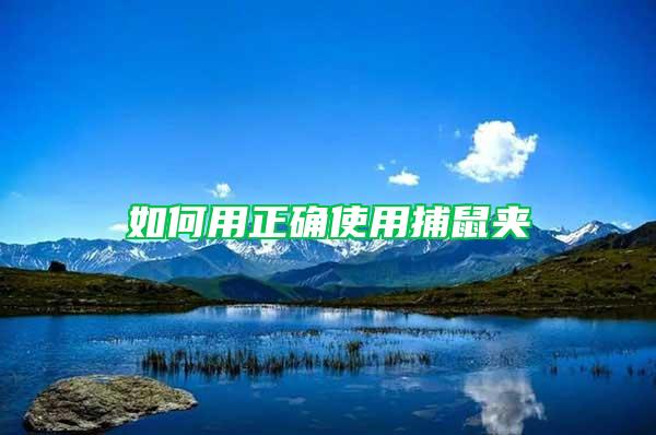 如何用正確使用捕鼠夾