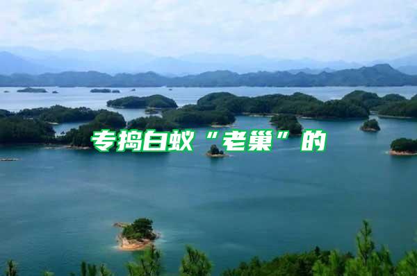 專搗白蟻“老巢”的