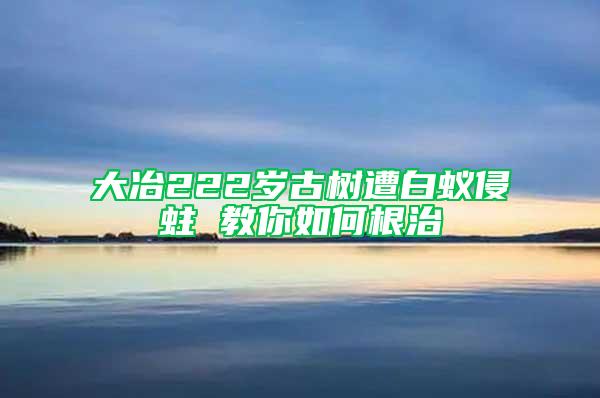大冶222歲古樹遭白蟻侵蛀 教你如何根治