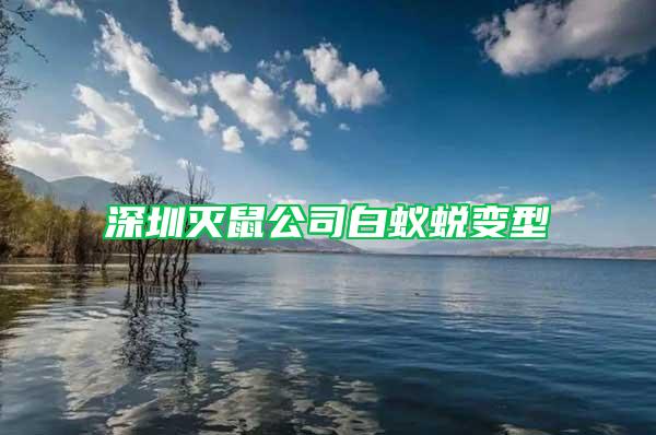 深圳滅鼠公司白蟻蛻變型