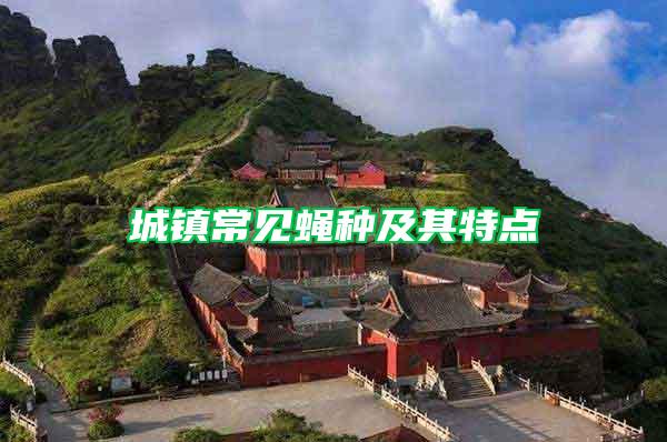 城鎮(zhèn)常見蠅種及其特點