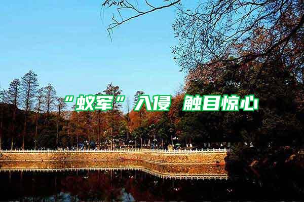 “蟻軍”入侵 觸目驚心