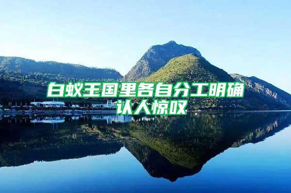 白蟻王國里各自分工明確 認人驚嘆