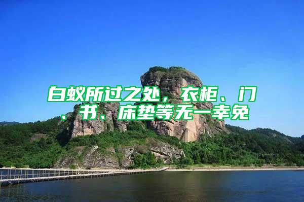白蟻所過之處，衣柜、門、書、床墊等無一幸免
