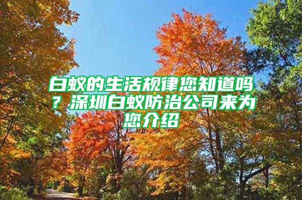 白蟻的生活規(guī)律您知道嗎？深圳白蟻防治公司來為您介紹