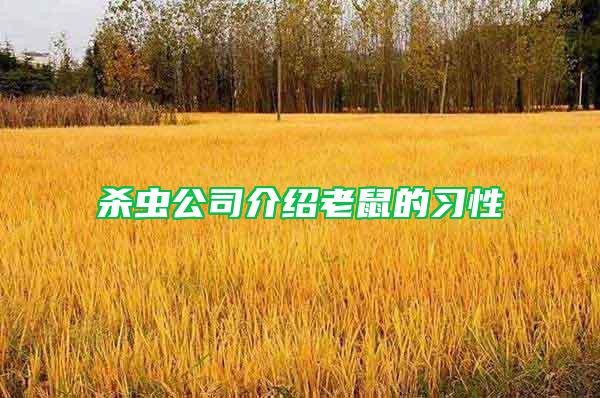 殺蟲公司介紹老鼠的習(xí)性