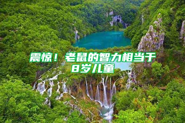 震驚！老鼠的智力相當(dāng)于8歲兒童