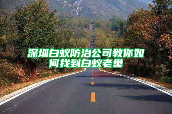 深圳白蟻防治公司教你如何找到白蟻老巢