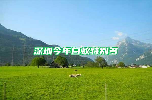 深圳今年白蟻特別多