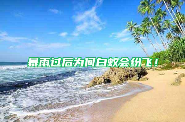 暴雨過后為何白蟻會紛飛！