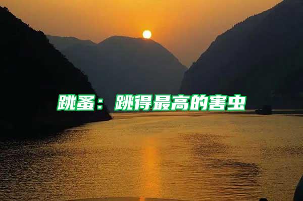 跳蚤：跳得最高的害蟲